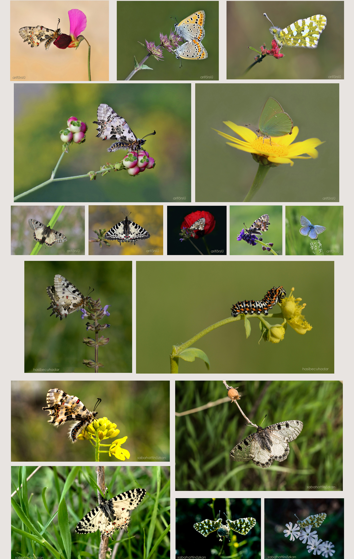 Kanlıdivane kelebekleri serisi 